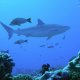 32- Requin Tapete sur le recif d'Avatoru 